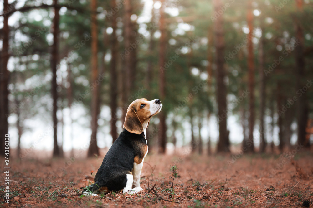 Wall mural dog on nature in the park.beagle puppy. Pet for a walk