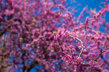 background, beautiful, beauty, bloom, blooming, blossom, blossoming, blue, blue sky, bokeh, branch, bud, cercis canadensis, cherry, close up, colorful, day, easter, eastern redbud tree, flora, floral,