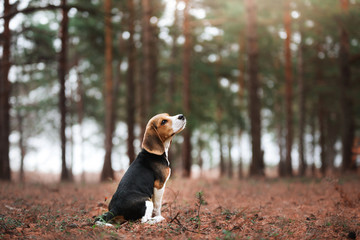 dog on nature in the park.beagle puppy. Pet for a walk