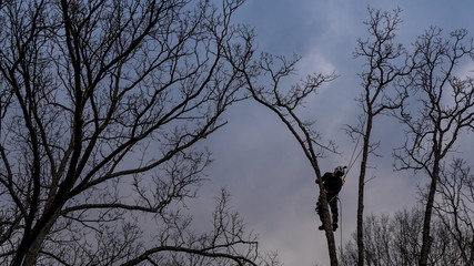 Worker with chainsaw  and helmet cutting down tree