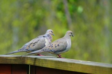 Fototapeta premium A pair of American mourning doves on top of the wooden deck