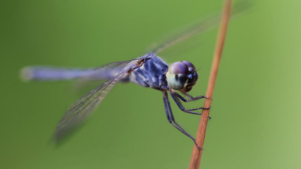 macro photography of a gracious blue dragonfly on its perch, wide wings and large faceted eyes. fragile and elegant Odonata in a pond in the tropical island of Koh Lanta, Thailand