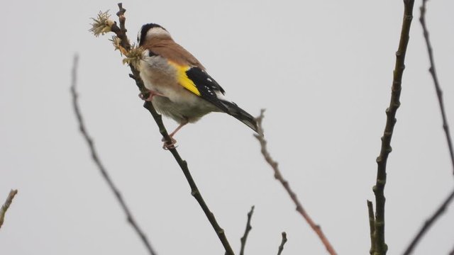 Stieglitz&nbsp;(Carduelis carduelis)