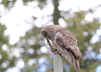 red tailed hawk