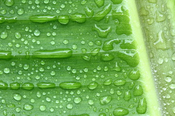 background green banana leaf with water drops.