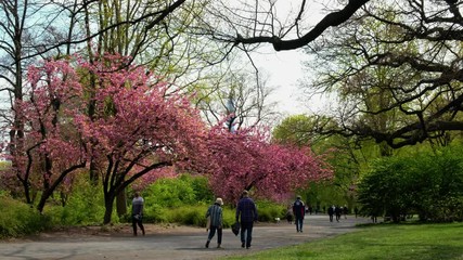 People strolling and jog along a gorgeous red-pink tree that blossoms above them.