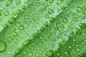 background green banana leaf with water drops.