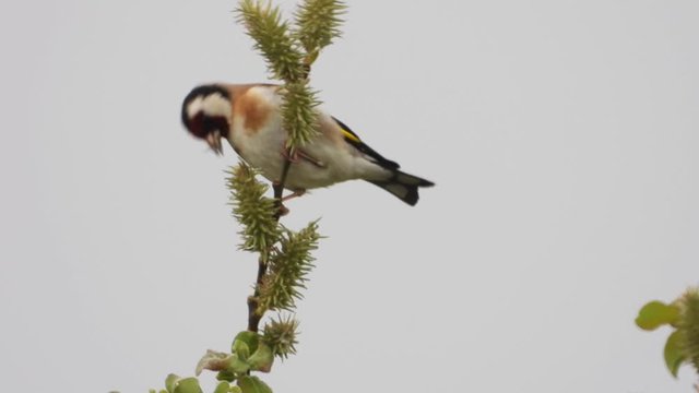 Stieglitz&nbsp;(Carduelis carduelis)