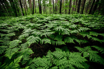 Beautiful nature background of vivid green ferns. Backdrop of lush fern thickets close-up. Chaotic rich flora among trees. Chaos of wild ferns in forest thicket. Natural texture of many fern leaves.