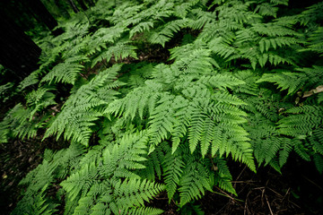 Beautiful nature background of vivid green ferns. Backdrop of lush fern thickets close-up. Chaotic...