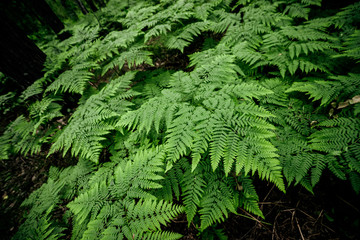 Beautiful nature background of vivid green ferns. Backdrop of lush fern thickets close-up. Chaotic rich flora among trees. Full frame of wild ferns chaos. Scenic natural texture of many fern leaves.