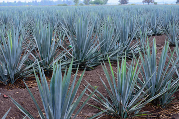 Mata de agave azul de donde se extrae el tequila en Jalisco México