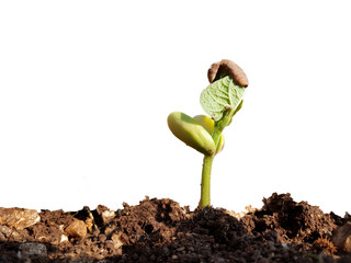 spring up plant newborn bean on fresh rocky soil