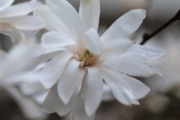 Obraz premium White Magnolia flowers in spring season.