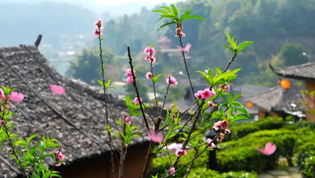 Pink flowers and pink butterflies.Moo Ban Rak Thai (Mae Aw) (Mae Hong Son)