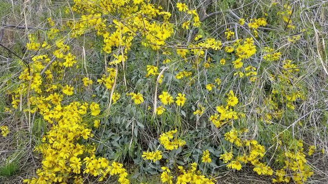 Encelia Farinosa, BrittleBush, native plant in the margins of Twentynine Palms, Southern Mojave Desert, Asteraceae, Springtime.