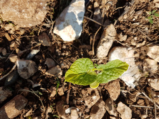 spring up plant newborn bean on fresh rocky soil