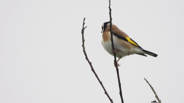 Stieglitz&nbsp;(Carduelis carduelis)