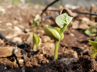 spring up plant newborn bean on fresh rocky soil