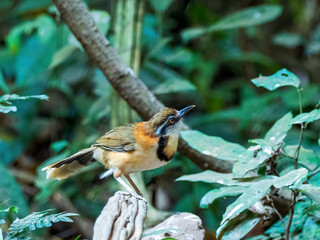 The Lesser Necklaced Laughingthrush (Garrulax monileger) is a mid-sized brown bird with rusty highlights on the neck and flanks, and with prominent black markings on the white breast and face.