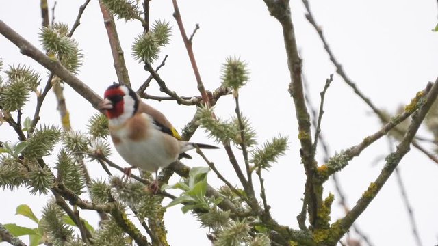 Stieglitz&nbsp;(Carduelis carduelis)