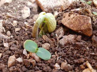 spring up plant newborn bean on fresh rocky soil