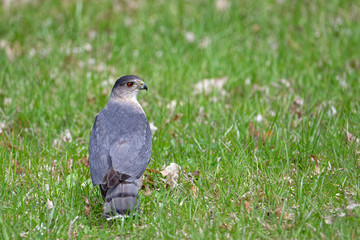 Hawk searching for prey in an open field