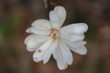 White Magnolia flowers in spring season.