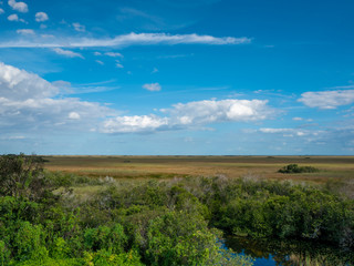 Fototapeta na wymiar Everglades landscape showing a pond, saw grass, trees, and a brilliant blue sky with clouds in Everglades National Park, Florida, USA.