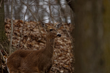 Close up of doe whitetail deer surveying the land for danger.