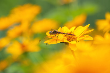 .Dragonfly. Macro. A large dragonfly sits on a yellow flower. Summer and spring backgrounds