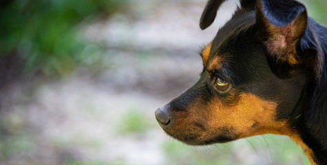 Miniature Pinscher Face