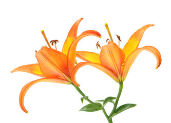 Fototapeta na wymiar Orange Lily