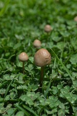 Hongos en los Ilinizas.