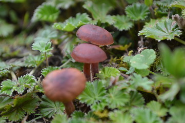 Honguitos en los Ilinizas.