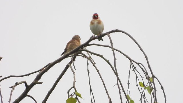 Stieglitz&nbsp;(Carduelis carduelis)