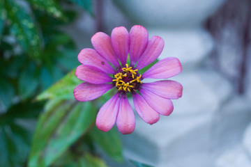 Obraz premium Flor en casa