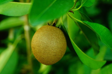 Close up of renxinguo, it's a delicious fruit