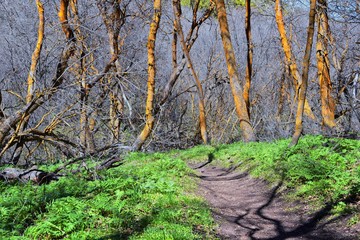 Fototapeta premium Hiking Trails in Oquirrh, Wasatch, Rocky Mountains in Utah early spring with leaves. Backpacking, biking, horseback through trees in the Yellow Fork and Rose Canyon by Salt Lake City. United States of