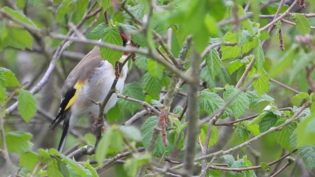 Stieglitz&nbsp;(Carduelis carduelis)