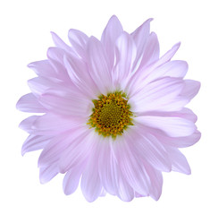  purple  chrysanthemum