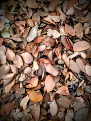 autumn leaves background