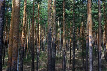 Trunks of pine trees in the forest