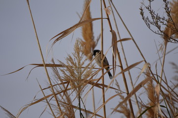 White eared bulbul Pycnonotus leucotis, a bird perched on a cane in the Al Azrak reserve in Jordan and singing a mating song to lure a partner and build a nest. settled species and tourist attraction.