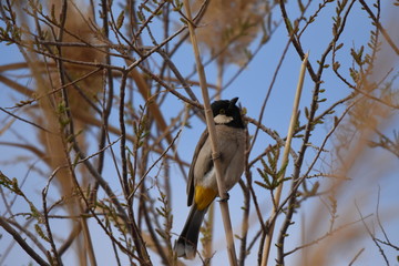 White eared bulbul Pycnonotus leucotis, a bird perched on a cane in the Al Azrak reserve in Jordan and singing a mating song to lure a partner and build a nest. settled species and tourist attraction.