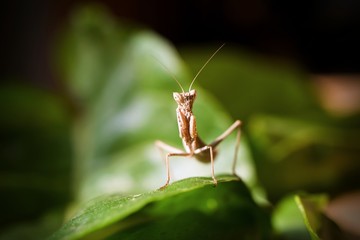 Praying Mantis on Green Background