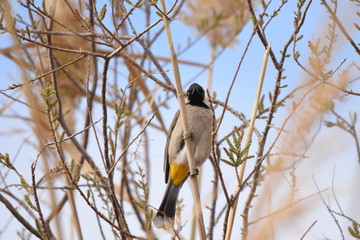 White eared bulbul Pycnonotus leucotis, a bird perched on a cane in the Al Azrak reserve in Jordan and singing a mating song to lure a partner and build a nest. settled species and tourist attraction.
