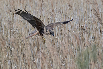 Western marsh harrier (Circus aeruginosus)