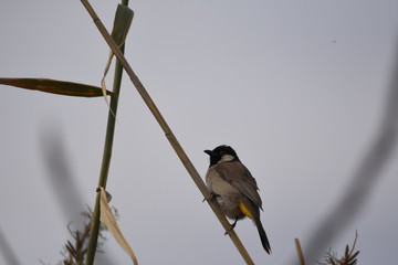White eared bulbul Pycnonotus leucotis, a bird perched on a cane in the Al Azrak reserve in Jordan and singing a mating song to lure a partner and build a nest. settled species and tourist attraction.