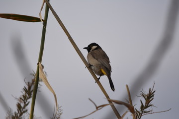 White eared bulbul Pycnonotus leucotis, a bird perched on a cane in the Al Azrak reserve in Jordan and singing a mating song to lure a partner and build a nest. settled species and tourist attraction.
